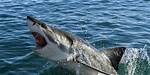 9 Locations Around the World Where Sharks Attack Most: Us, Australia