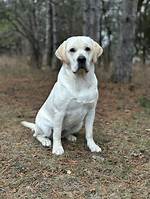 A Haven for Labrador Retrievers
