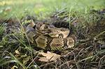 Are Rattlesnakes Protected in Mississippi?