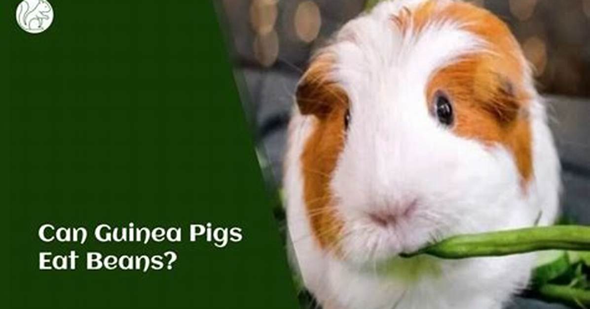 Can Guinea Pigs Eat Purple Beans