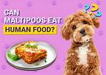 Can Werewolves Eat Human Food? Celebrity. Fm #1 Official Stars, Business & People Network, Wi ·