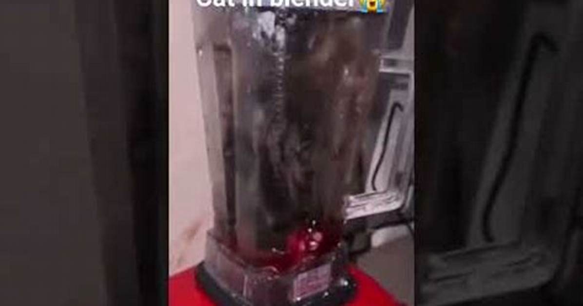 "Cat in Blender Video See the Woman" Exposed