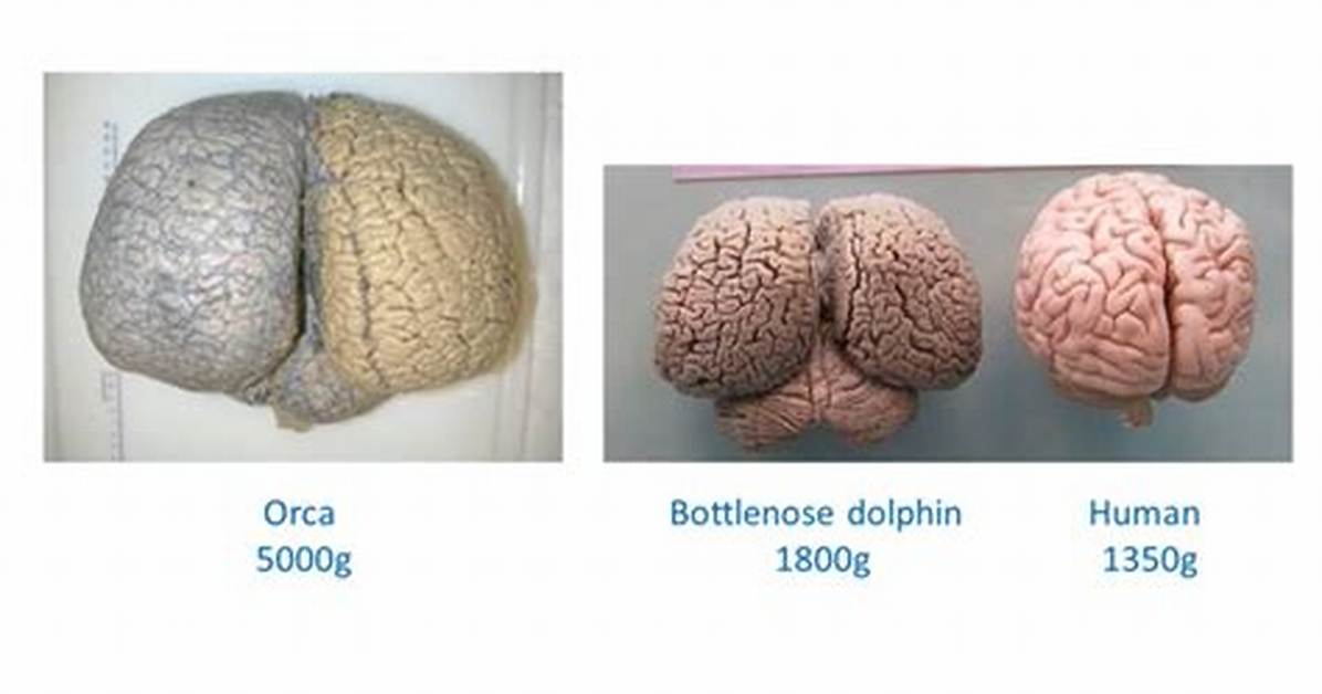 Comparing an Orca's Brain to a Human's Explains Why Killer Whales Are the Ocean's Ultimate Apex Pred