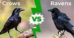 Crows and Ravens: Unraveling the Intriguing Differences