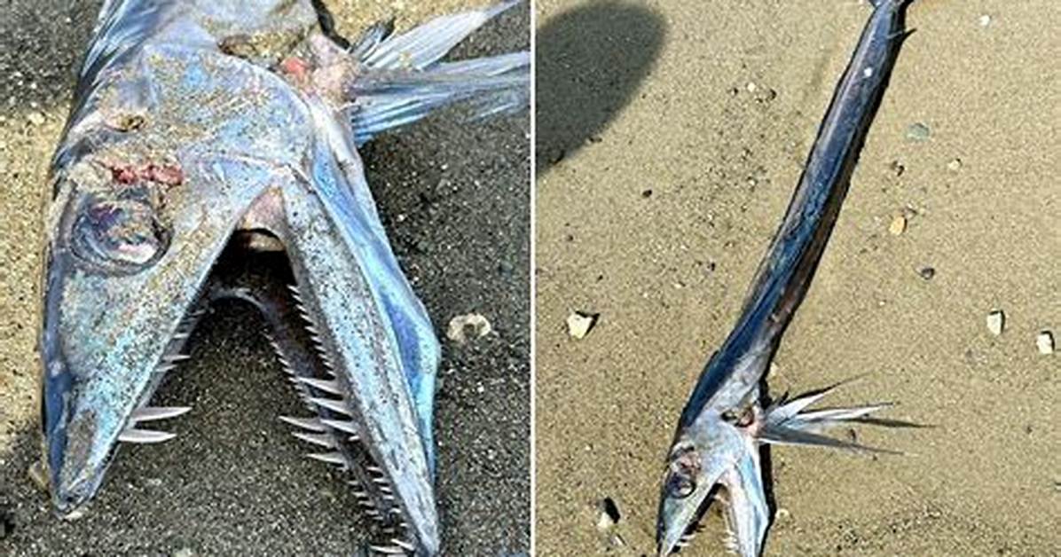 Deep-Sea Cannibalistic Fish with Fangs Washing up on the West Coast