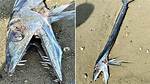 Deep-Sea Cannibalistic Fish with Fangs Washing up on the West Coast