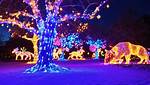 Discover the Enchantment of "Magical Winter Lights Katy"