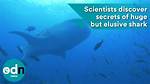 Discover the Secrets and Impact of "Shark Bae Onlyfans"