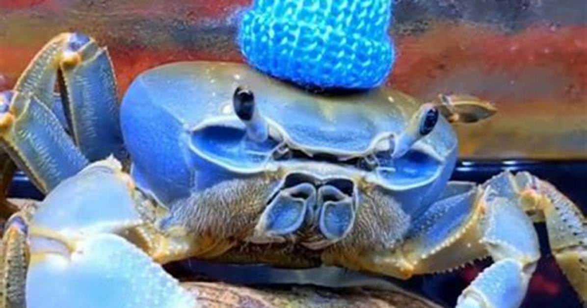 Discovering Howie the Crab: a Journey Under the Sea