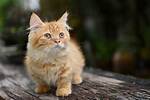Discovering the Enchantment of the Orange Munchkin Cat