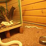 Discovering the Enigmatic Albino Boa: Nature's Unique Serpent