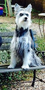Discovering the Schnauzer Siberian Husky Mix: a Unique Blend of Traits