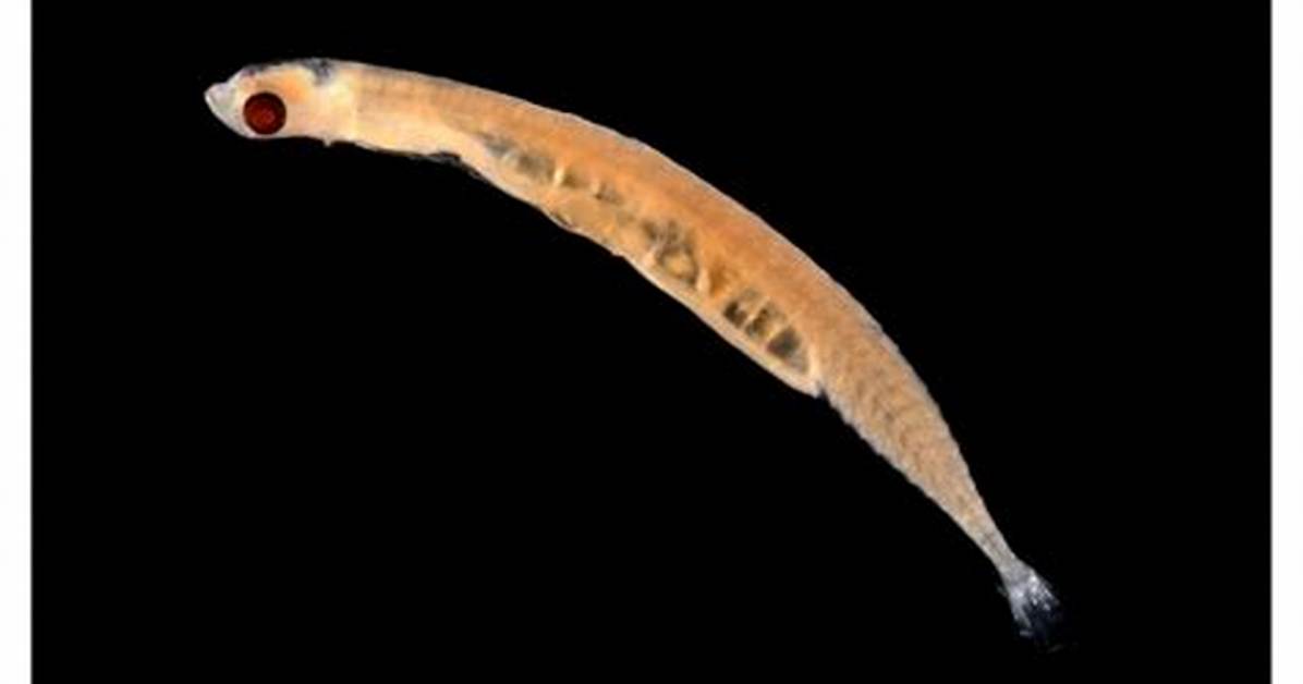 Discovering the Tiny Marvels: the Smallest Fish in the World