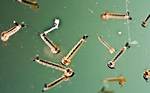 Do Mosquitoes Breed in Pool Water? |