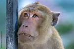 Embracing the Charm of the Ugly Monkey