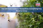 Everything You Need to Know About Mosquitoes on the Beach