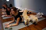 Experience Tranquility: Pittsburgh Puppy Yoga Extravaganza 2024