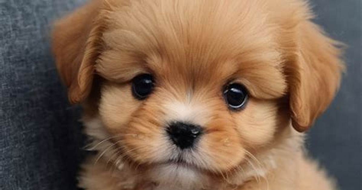 Exploring the Adorable World of Zverev Baby