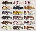Exploring the Fascinating Types of Axolotl