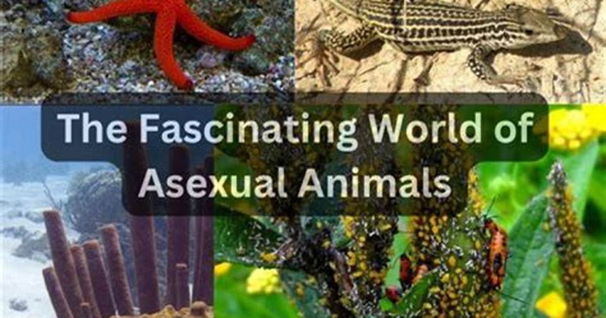 Exploring the Fascinating World of Asian Hairy Culture
