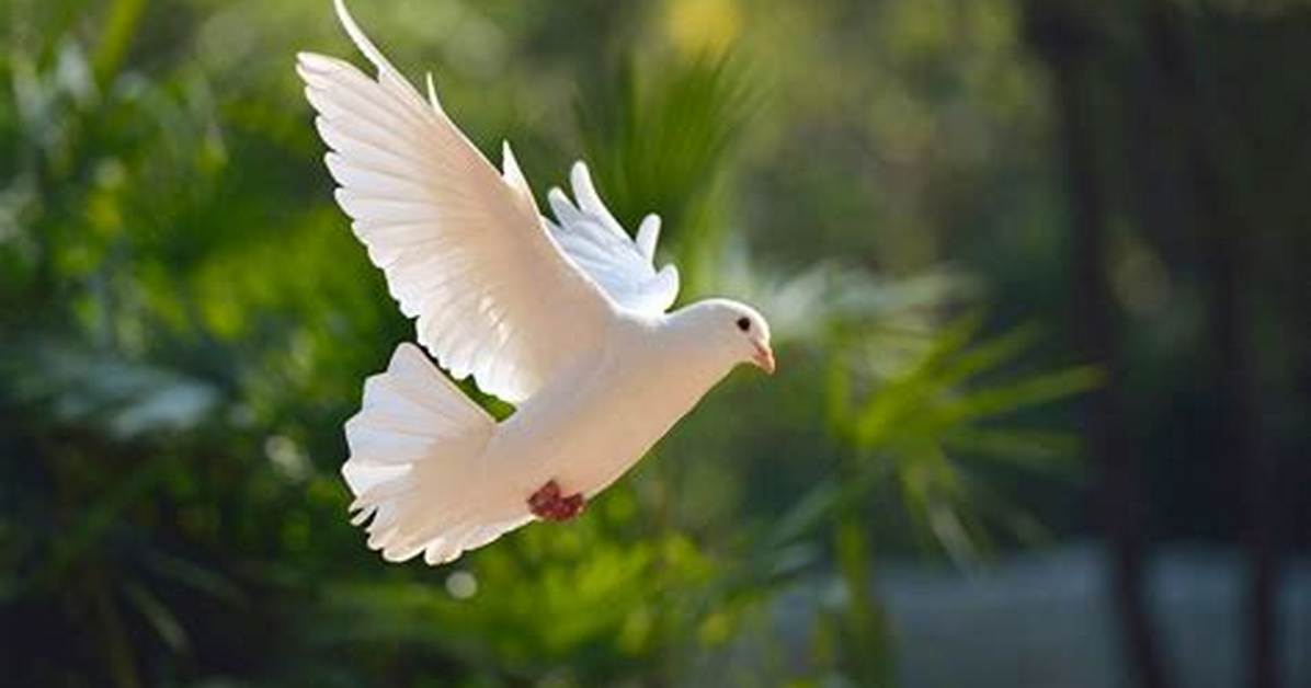 Exploring the Unique Bond Between Dove and Cam