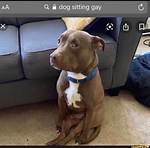 Exploring the World of Dog Sitting Gay: a Unique Perspective
