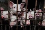 Exposing Animal Abuse and Factory Farm Horrors
