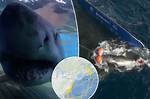 Hilton Head Shark Attacks in South Carolina: a Comprehensive Guide