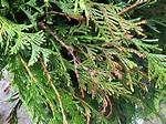 How Do I Know If My Arborvitae Is Overwatered? ·