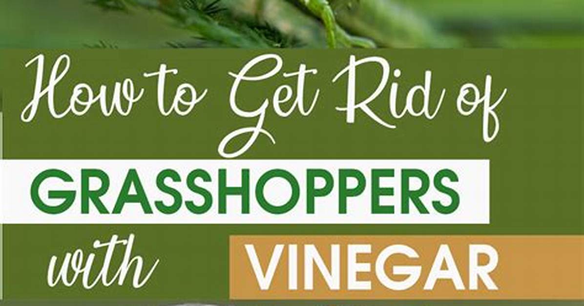 How to Get Rid of Grasshoppers in House