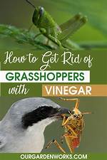How to Get Rid of Grasshoppers in House