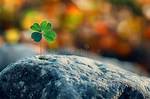 Little Clover Whispers: a Journey into Nature's Secrets