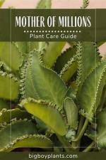 Mother Bellingham: a Guide for Plant Enthusiasts