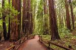 Muir David: a Journey Through Nature’s Heart