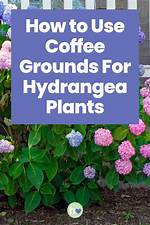 Optimizing Coffee Grounds for Hydrangea Blooms