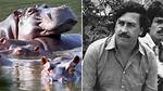 Pablo Escobar's Nephew: a Legacy of Crime and Redemption