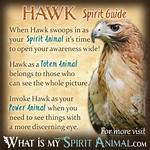 Pulsevibe | the Hawk Spirit Animal