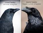 Raven Beak vs Crow Beak: an in-Depth Comparison