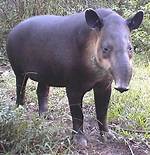 South American Animal with a Distinctive Snout Crossword Clue
