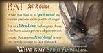The Bat Spirit Animal | Blognews