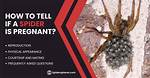 Understanding the Pregnant House Spider: Fascinating Facts and Insights