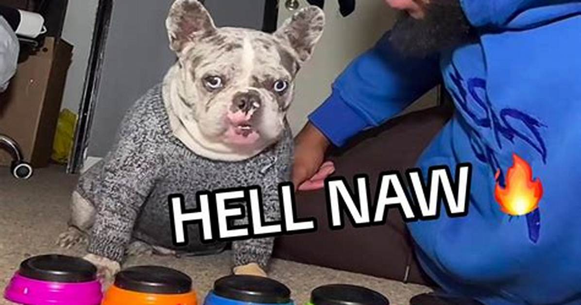 Unleashing Fun: the Hell No Dog Button Phenomenon