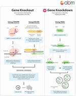 Unlocking the Secrets of Gene Knock-Down: a Revolution in Genetic Research