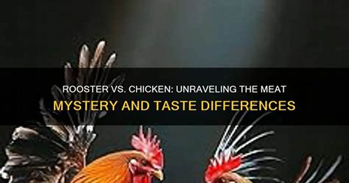 Unraveling the Mystery of the Rooster That Laughs