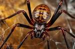 Unveiling the Mysteries of Latrodectus Ventus in Australia