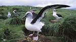Unveiling the Profound Connection: Albatross and Human Interwoven