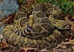 Unveiling the Residence of the Texas Rattlesnake: Where Does Stone Cold Live?