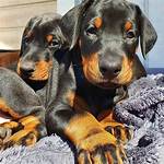 Unveiling the Secrets of Craigslist Doberman Puppies: a Journey of Discovery
