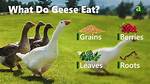 What Do American Geese Eat? |
