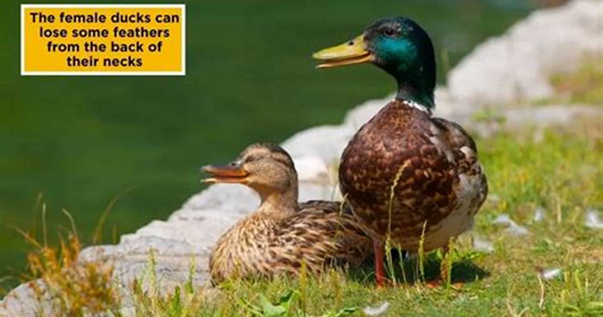 What Happens If a Ducks Mate Dies?